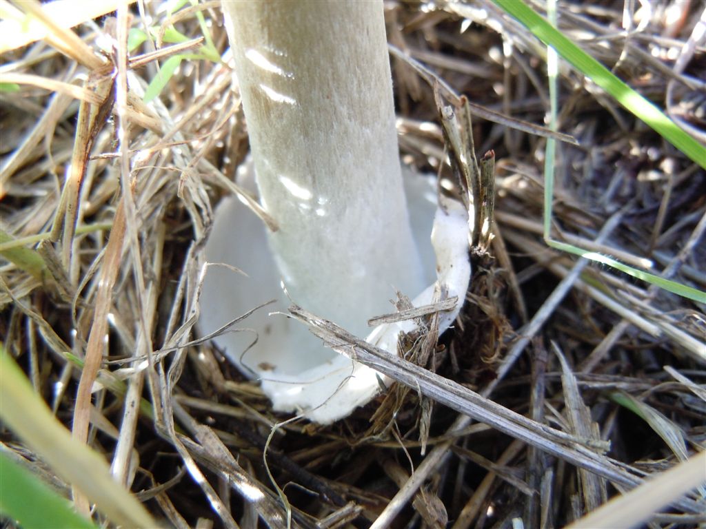 Funghi da Capodimonte